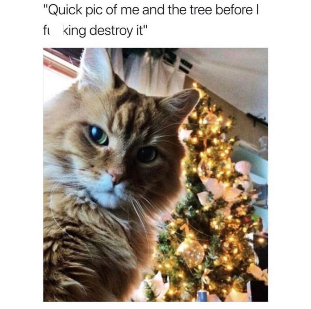 Funny Christmas Pictures